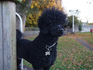 Miniature Poodle dogs - Advert 3