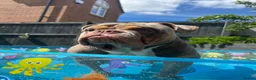 Olde English Bulldogge dogs for stud: “BIG REG” Lilac-Tri Olde English Bulldog stud  - Advert 10