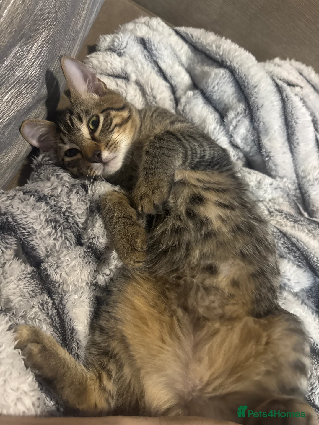 Mixed Breed cats for sale: Beautiful Ragdoll Cross Kittens – 1 Boy & 1 Girl  in Hoddesdon - Advert 2