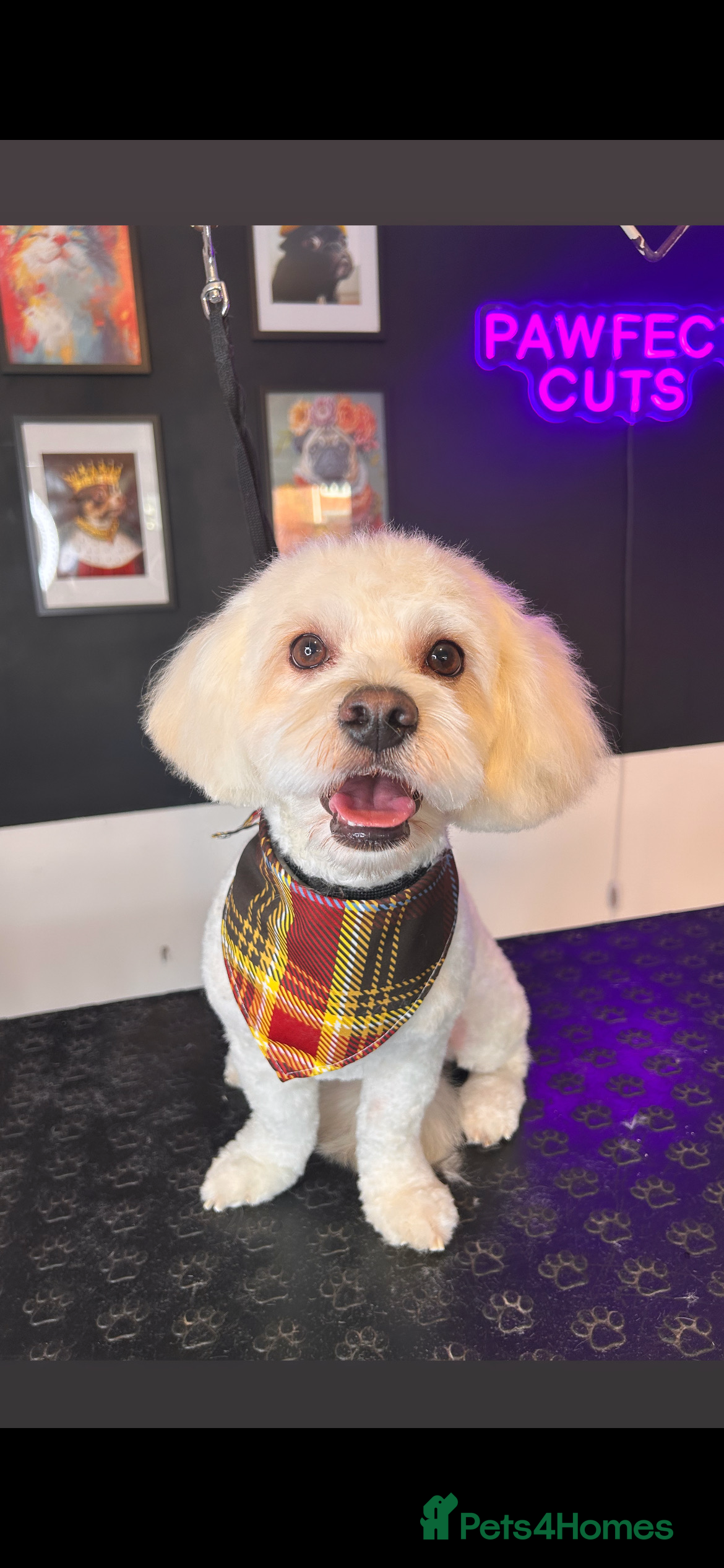 Bichon Frise dogs Alfie - Advert 2