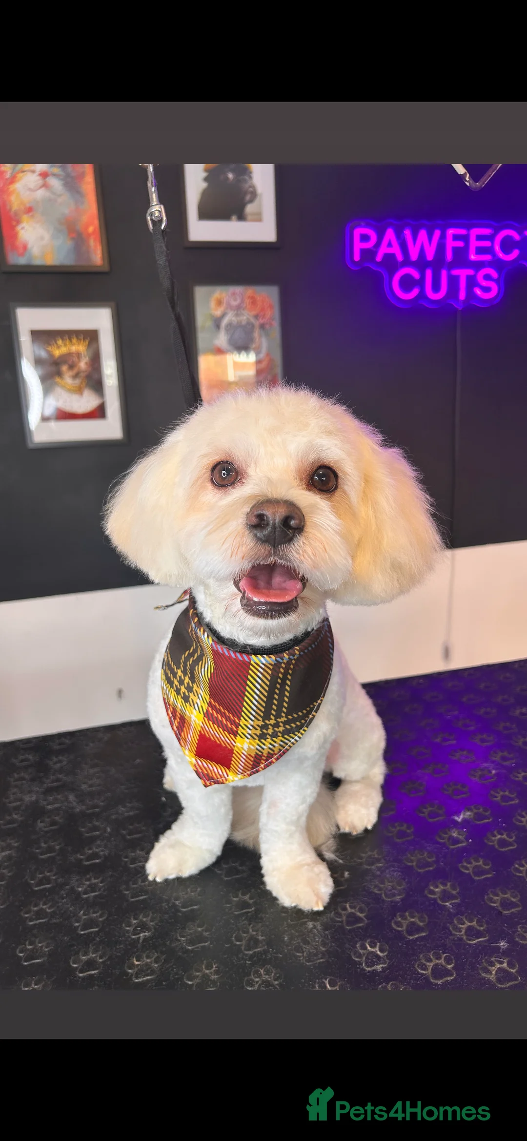 Bichon Frise dogs for sale: Alfie - Advert 1