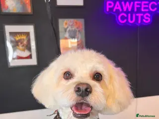 Bichon Frise dogs Alfie - Advert 2