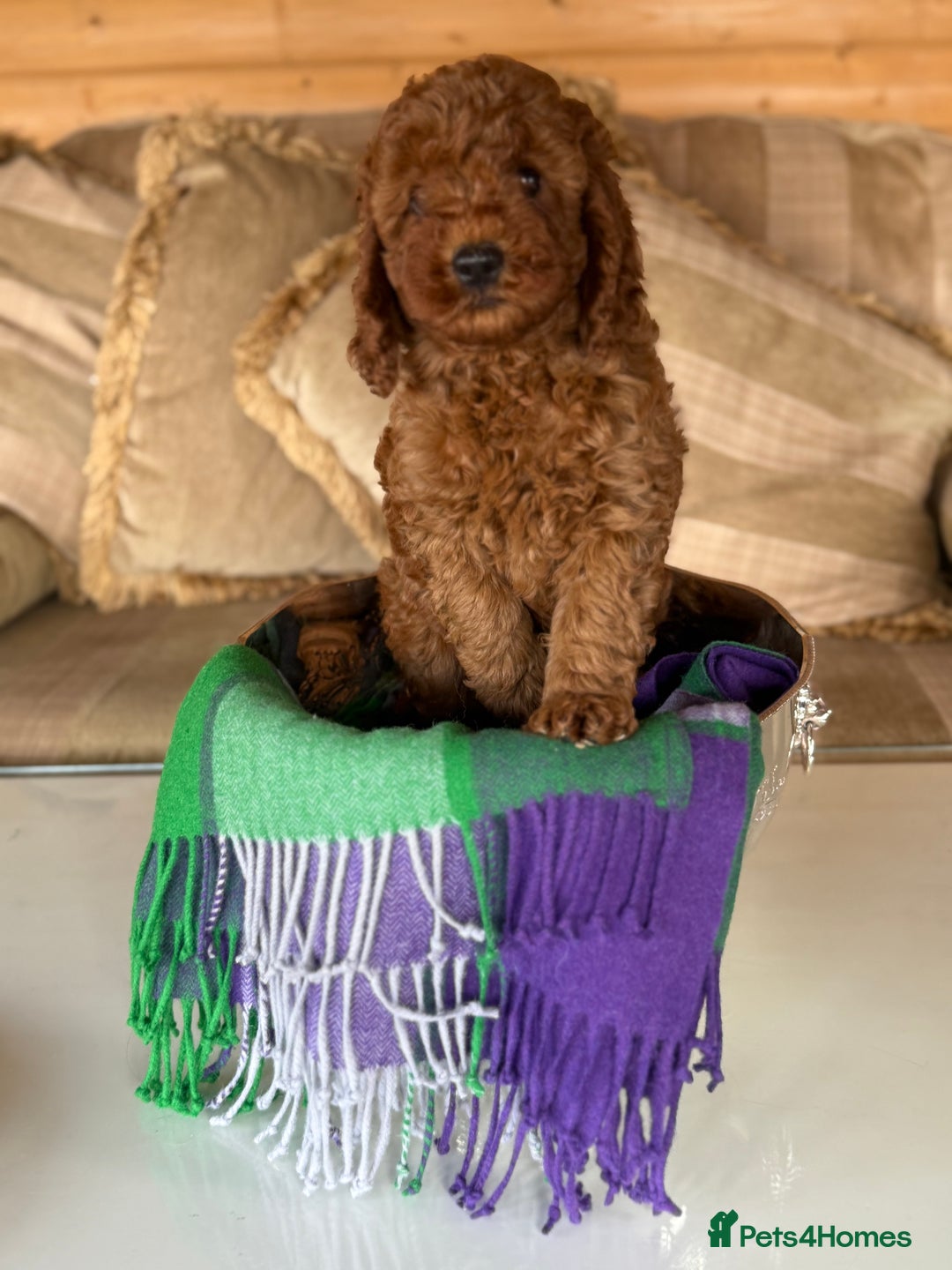 Cavapoo dogs for sale: Extensively Health Tested F1b Cavapoo Puppies   - Image 30