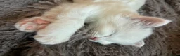 Ragdoll cats for sale: Ragdoll kittens - Advert 7