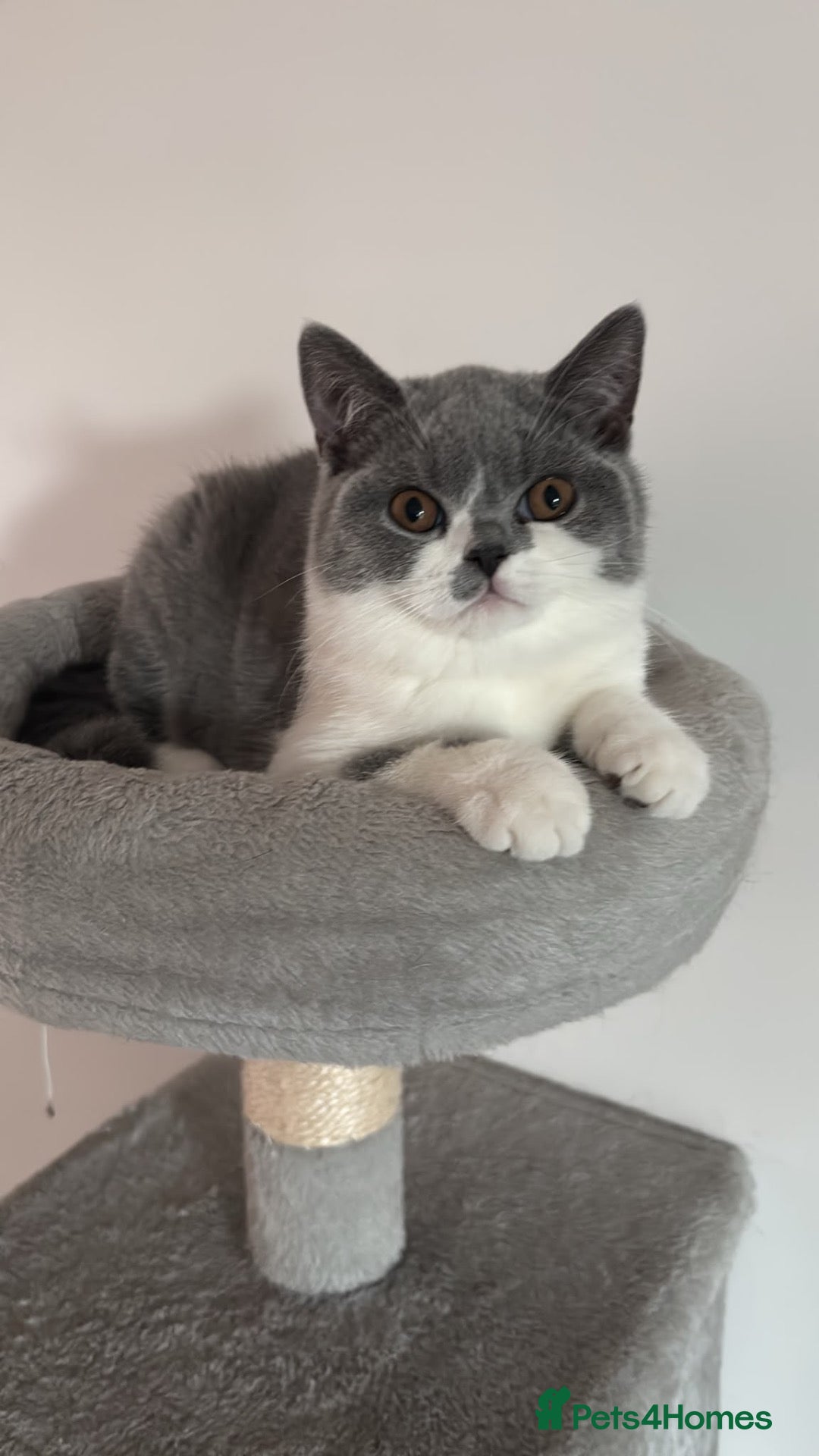 British Shorthair cats 🧸last 4 Chunky British Shorthair Kittens left🧸 - Advert 2