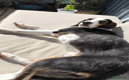 Mixed Breed dogs for adoption: Bonny - playful Griffon for adoption - Image 30