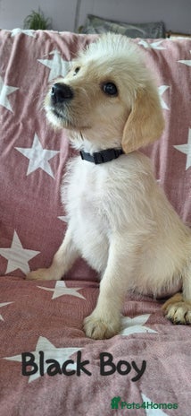 Labradoodle dogs - Advert 4