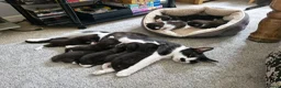 Mixed Breed cats for sale: Sweet kittens in Guildford - Advert 15