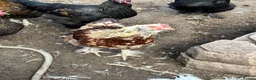 Chickens poultry for sale: Mixed breed chickens  in Mansfield - Advert 4