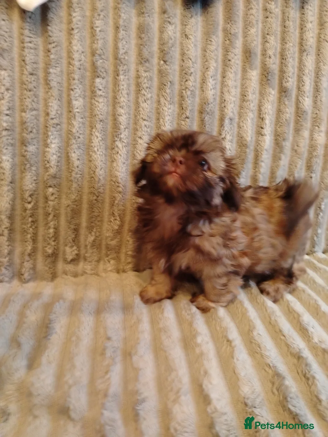 Shih Tzu dogs for sale: Beautiful imperial shih tzu babies  - Advert 23