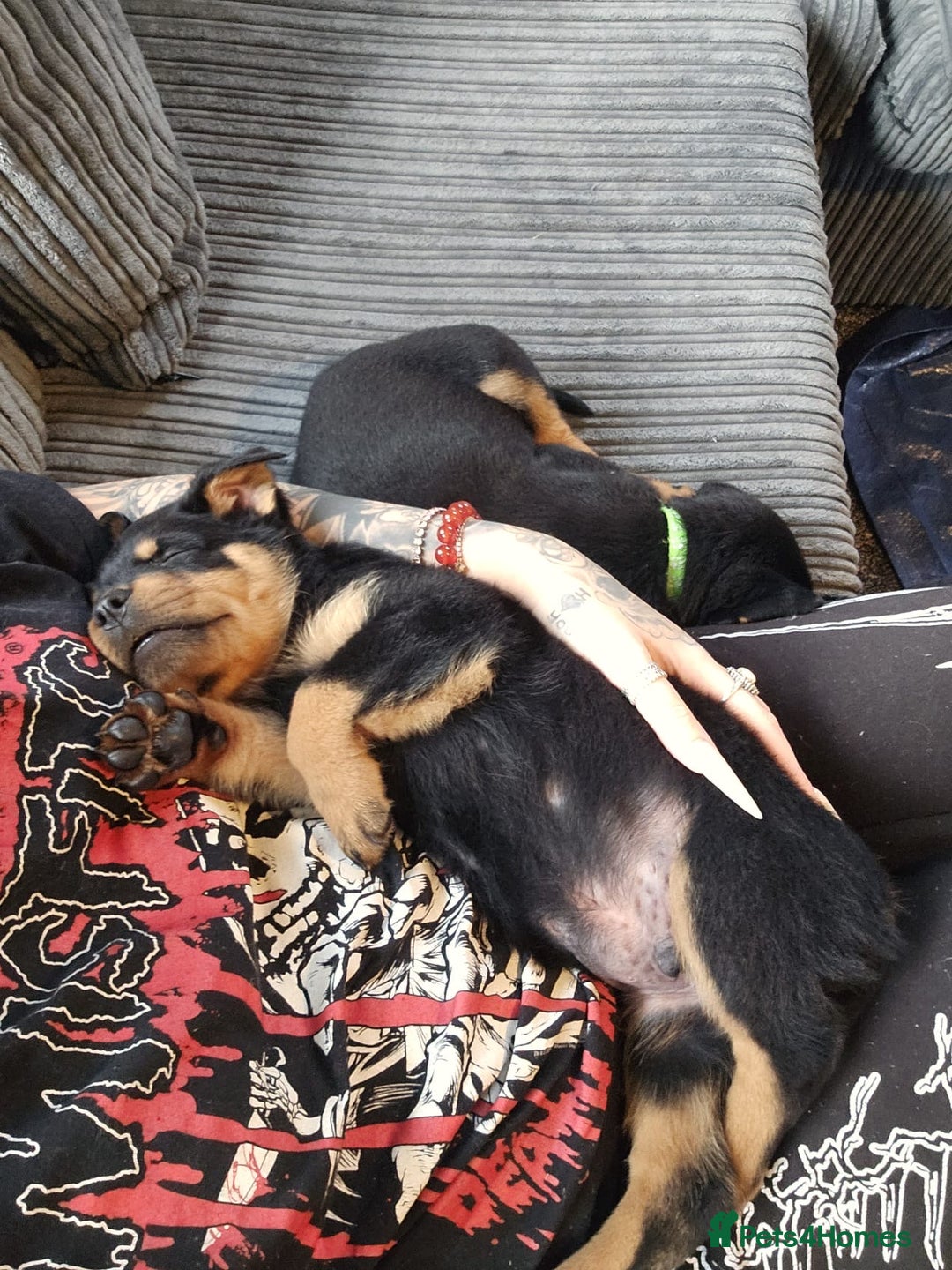 Mixed Breed dogs for sale: Beautiful chunky 3/4 Rottweiler 1/4 sharpei pups  - Advert 15