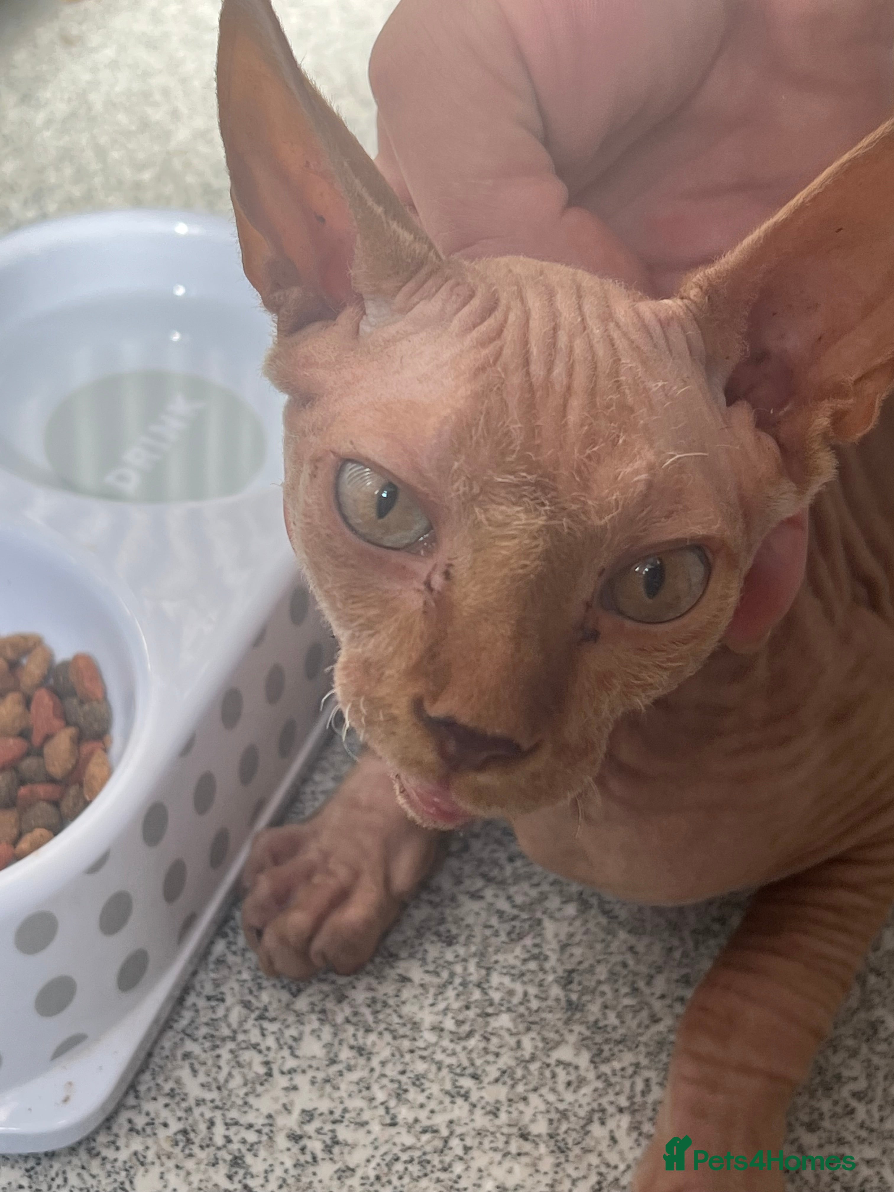Sphynx cats Pharoe Sphynx kitten - Advert 10