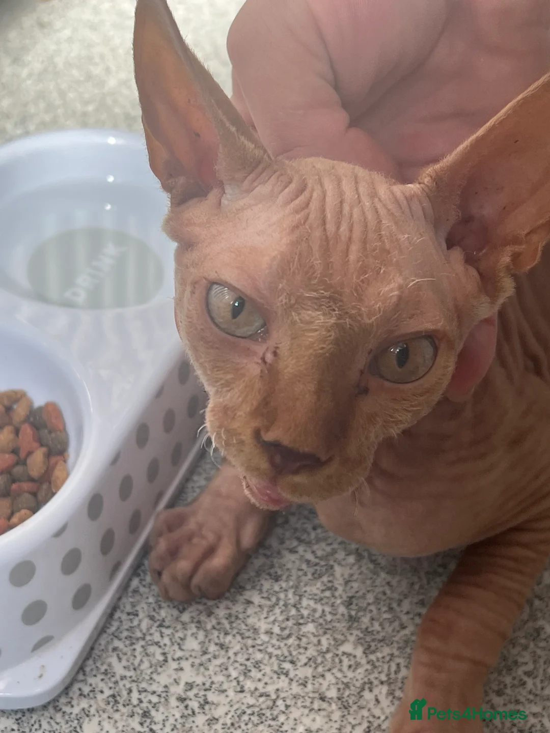 Sphynx cats for sale: Pharoe Sphynx kitten - Advert 2
