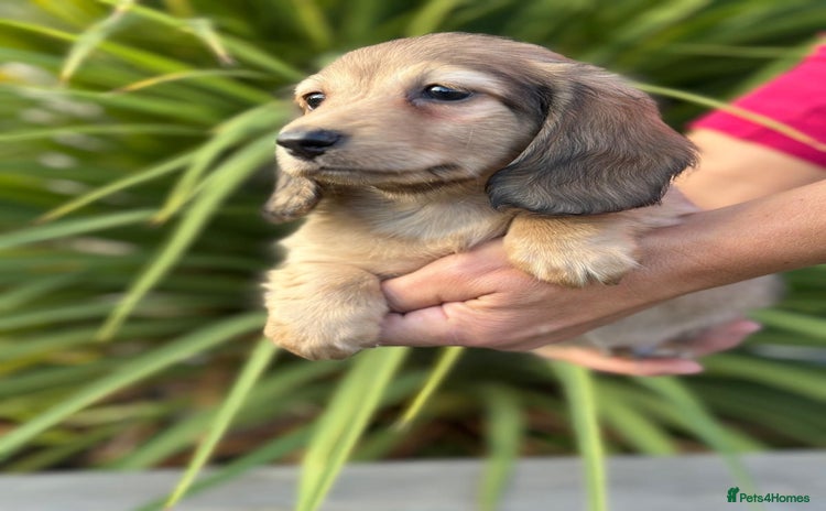 Miniature Dachshund dogs - Advert 3