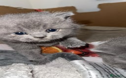 British Shorthair cats for sale: British short hairs  - Image 7