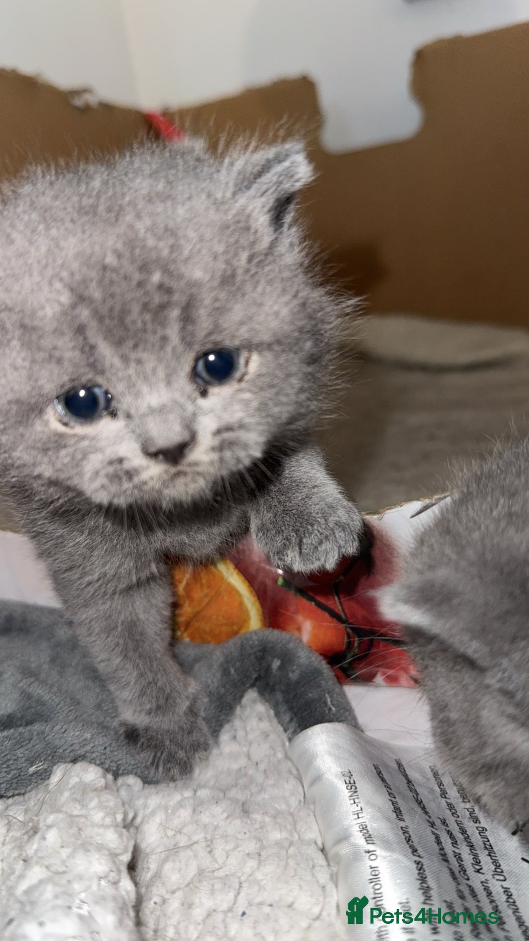 British Shorthair cats for sale: British short hairs  - Image 7