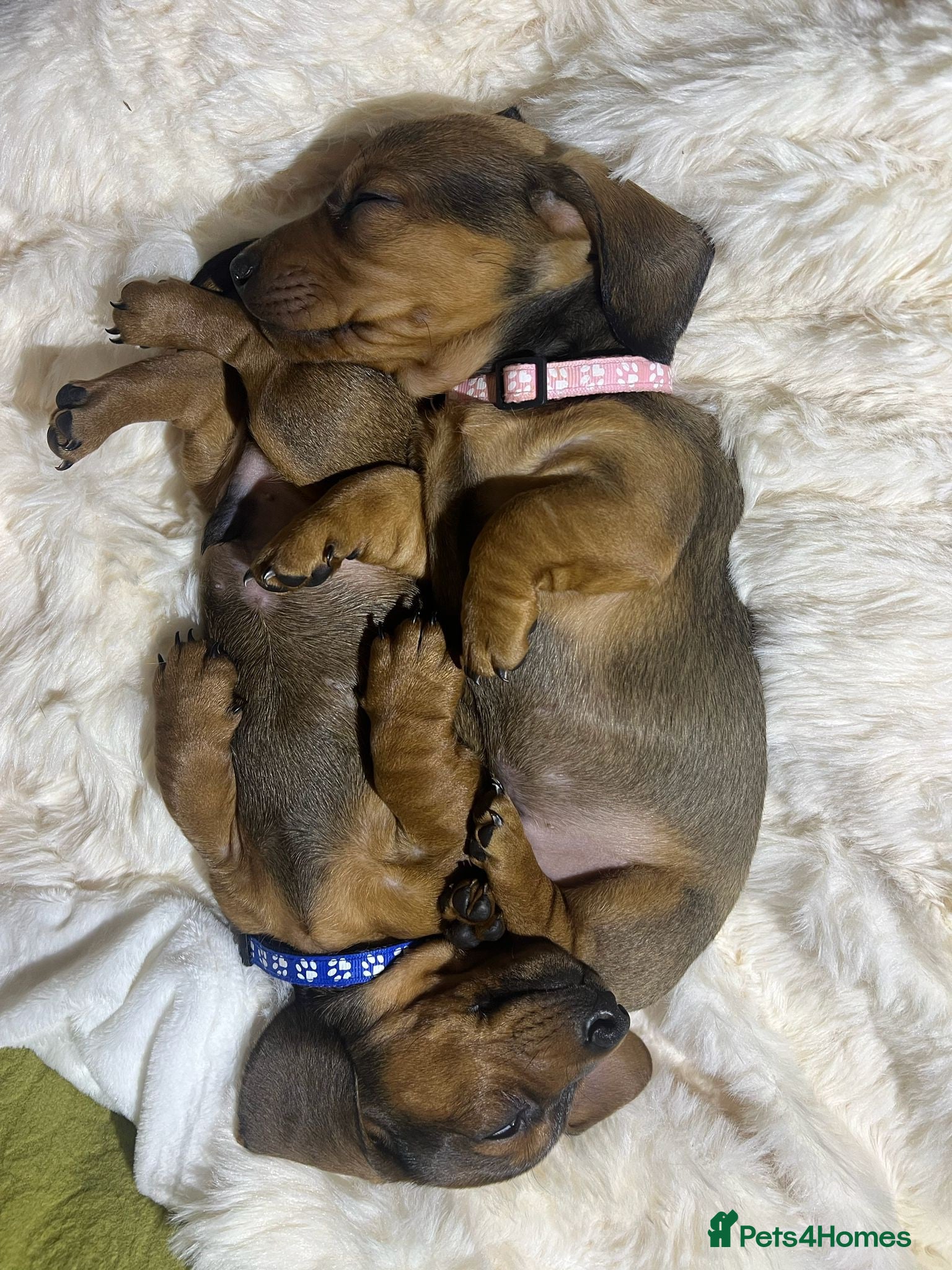 Miniature Dachshund dogs Stunning boy minature Daschunds🩵 - Advert 1