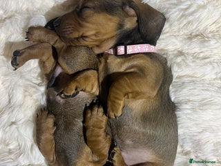 Miniature Dachshund dogs Miniature dachshund - Advert 1