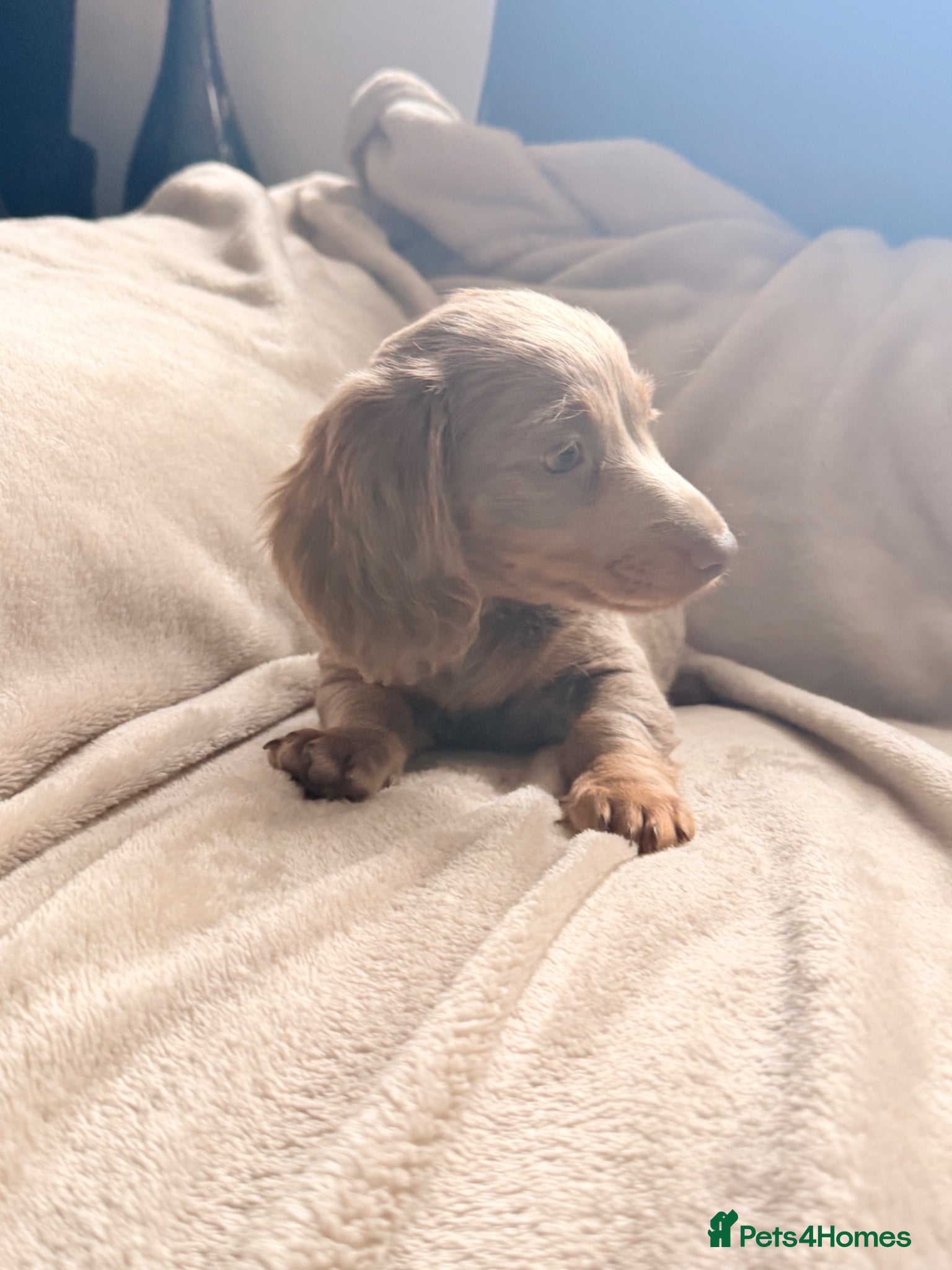 Miniature Dachshund dogs Beautiful miniature babies  - Advert 14