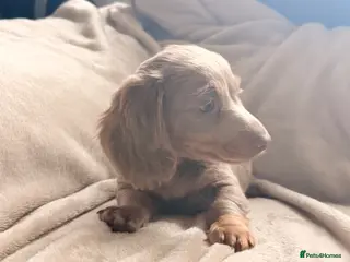 Miniature Dachshund dogs Beautiful miniature babies - Advert 2