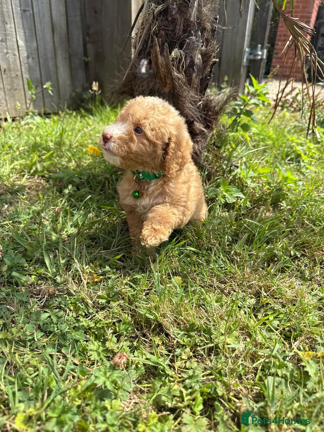 Cavapoo dogs for sale: ⭐️ Stunning ⭐️ F1b Cavapoos ⭐️ Ready Thursday ⭐️ - Image 13