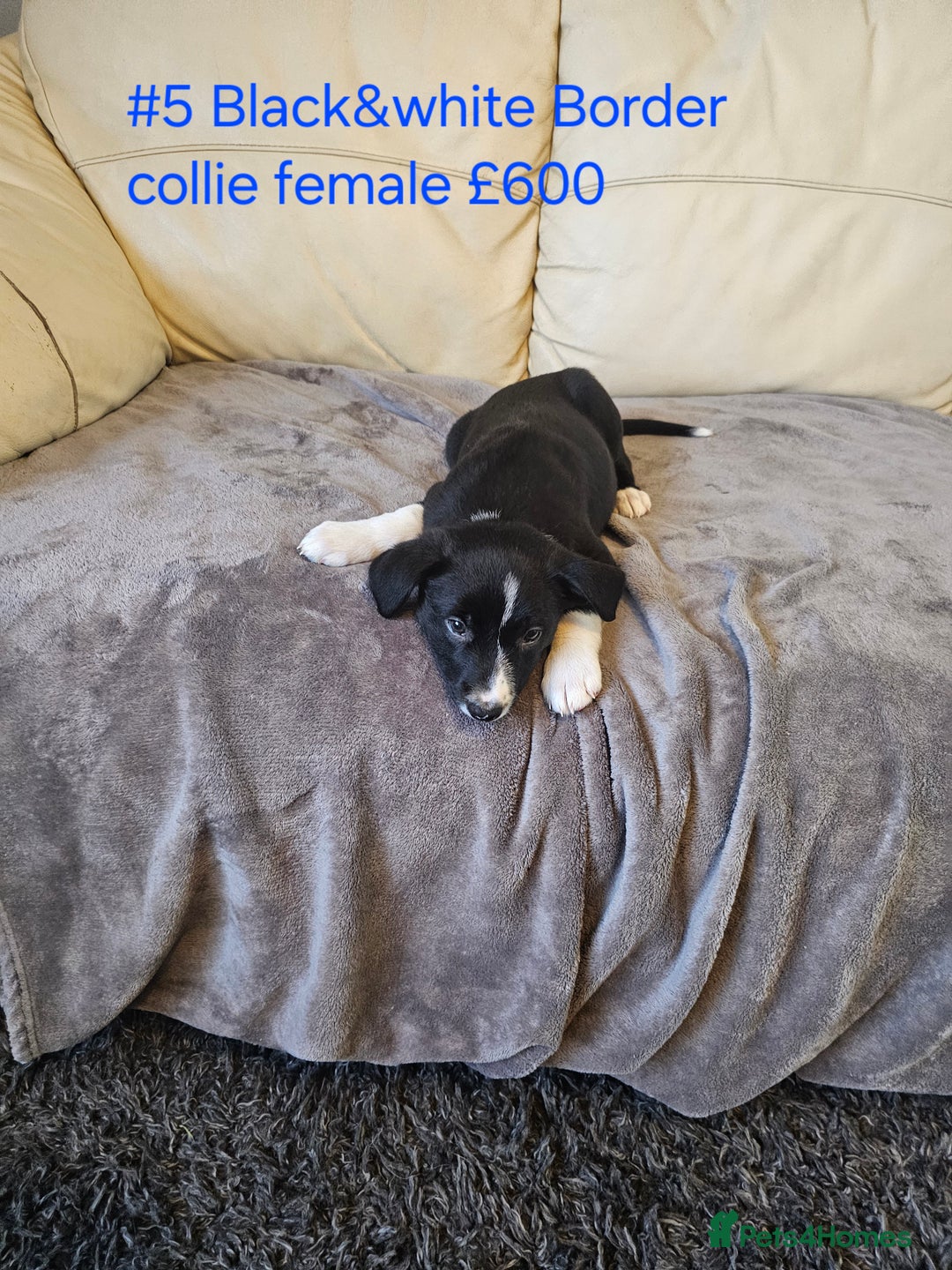 Border Collie dogs for sale: Blue merle&black&white puppies for sale  - Advert 10