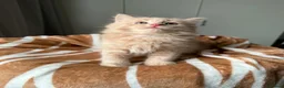 Mixed Breed cats for sale: Fluffy kittens for sale  - Advert 2