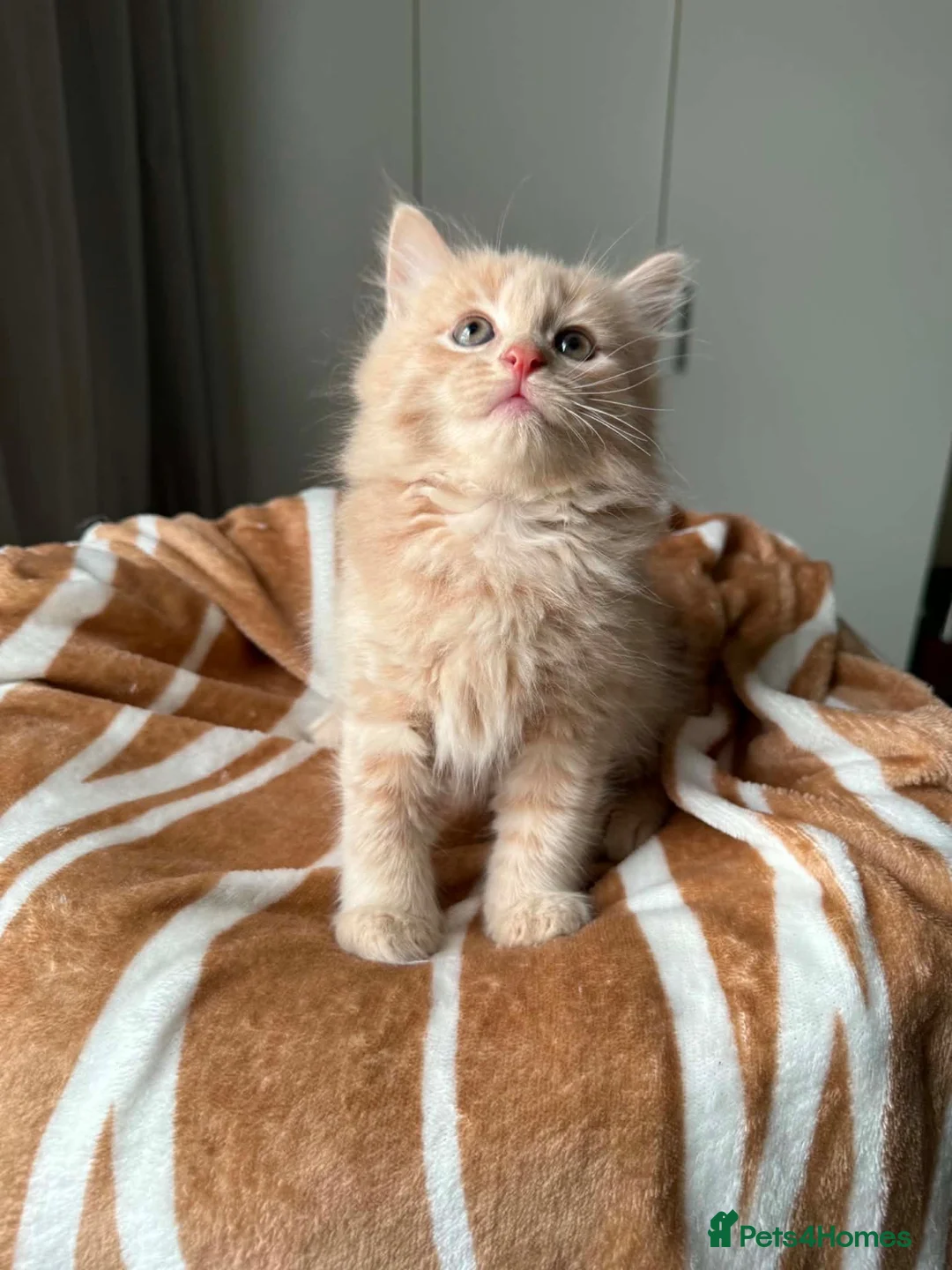 Mixed Breed cats for sale: Fluffy kittens for sale  - Advert 2