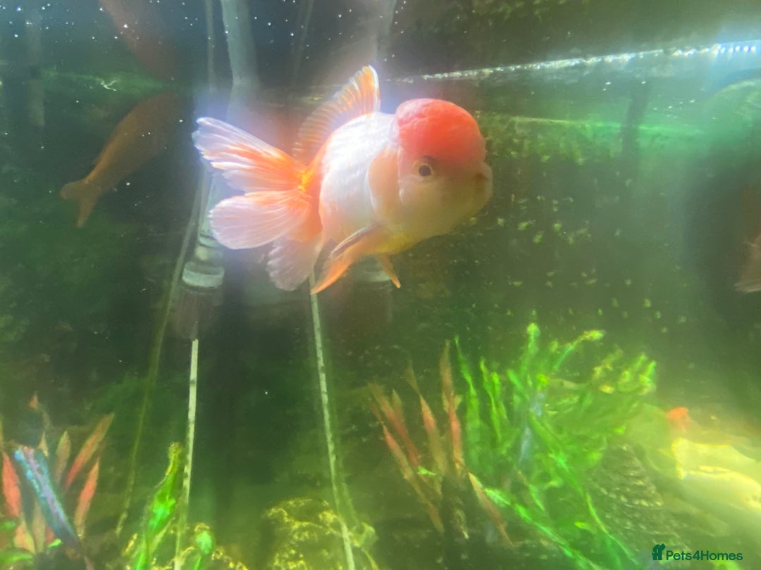 Goldfish fish for sale: Goldfish  - Advert 2