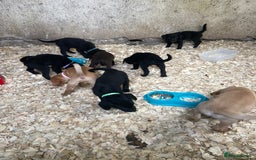 Mixed Breed dogs for sale:  8 Kelpie x labrador Puppies for sale  - Image 1