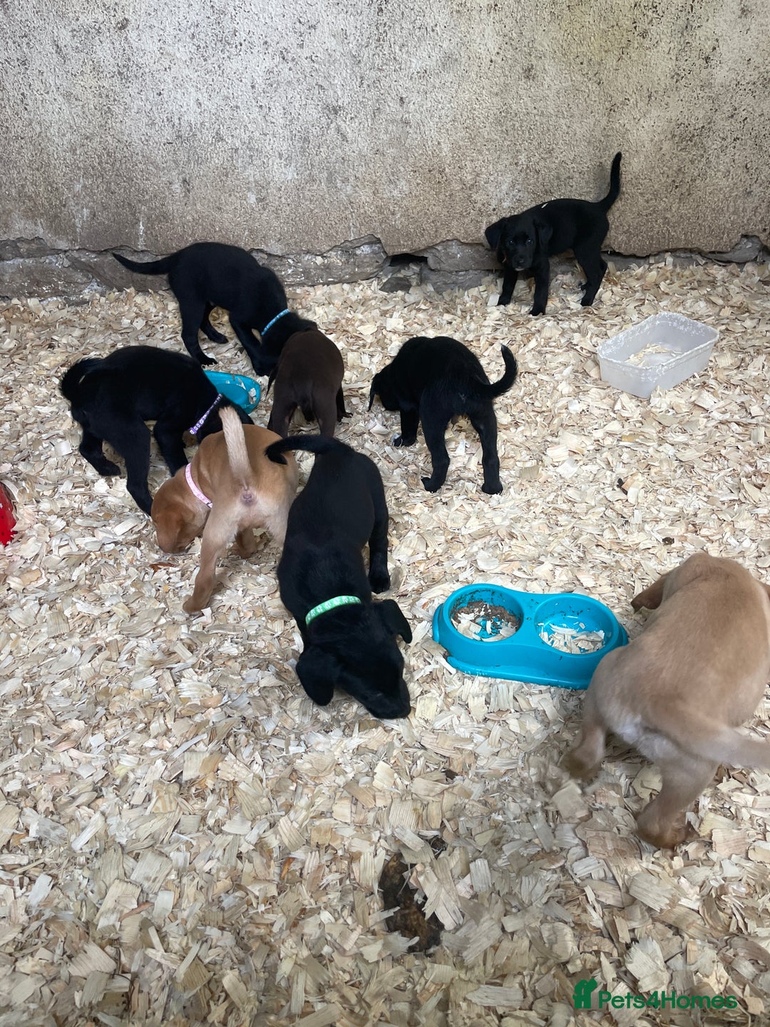 Mixed Breed dogs for sale:  8 Kelpie x labrador Puppies for sale  - Image 1