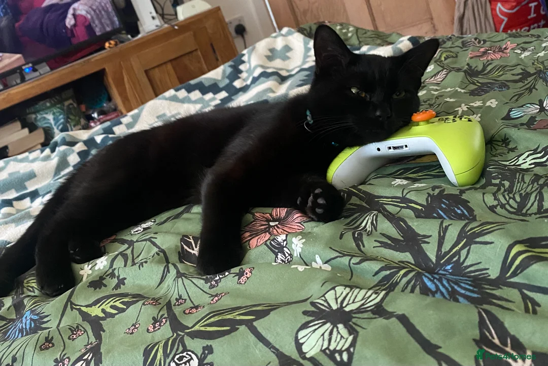 Mixed Breed cats for sale: Very Loving Male Cat - Advert 4