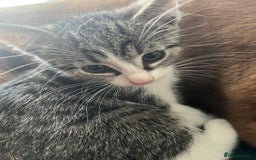 Mixed Breed cats for sale: 4 cute bundles of joy  - Image 16