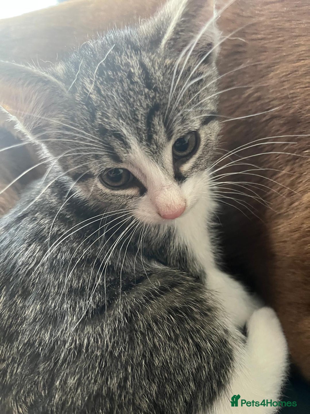 Mixed Breed cats for sale: 4 cute bundles of joy  - Image 16