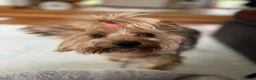 Yorkshire Terrier dogs for sale: Gorgeous Yorkshire Terriers for sale. - Advert 13