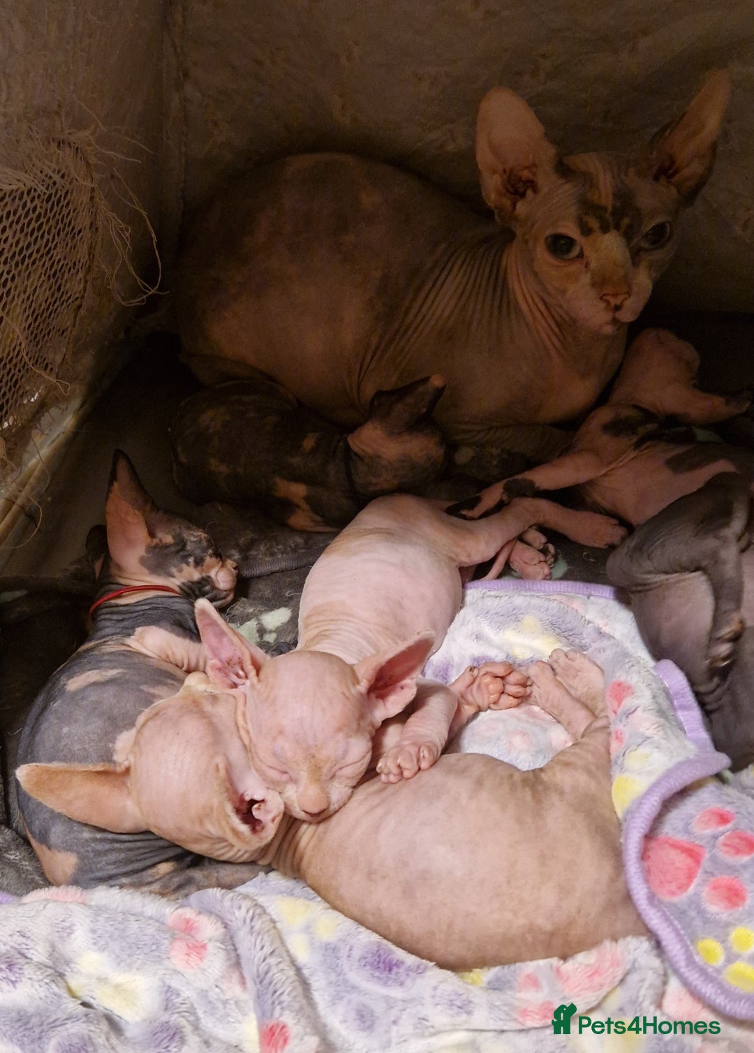 Sphynx cats for sale: Adorable Canadian Sphynx – Champion line - Image 15