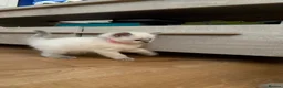 Ragdoll cats for sale: Bluepoint ragdolls females  - Advert 12