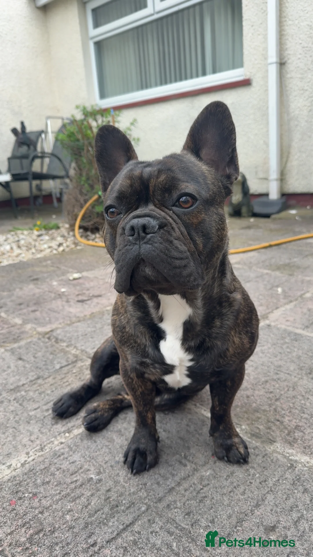 French Bulldog dogs for stud: French bull dog for stud  in Tredegar - Advert 1