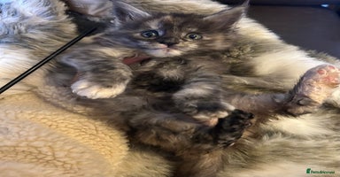 Maine Coon cats Stunning XL Purebred Main coons -last kitten! - Advert 7