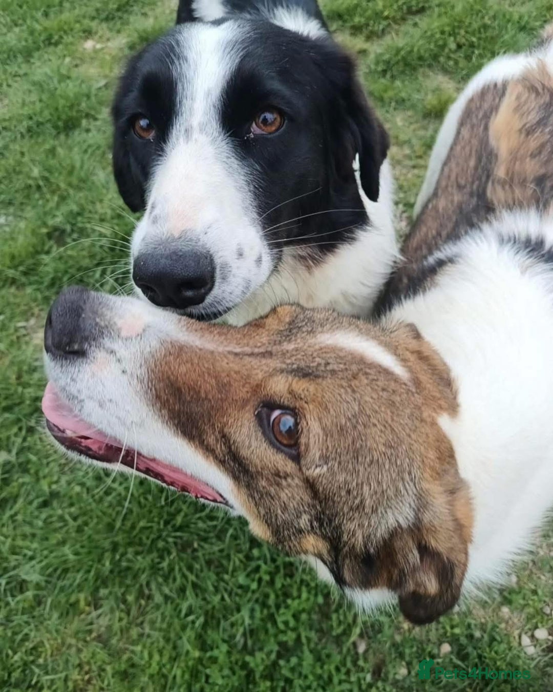 Mixed Breed dogs for adoption: Eddie - Norwich Norfolk  - Image 3