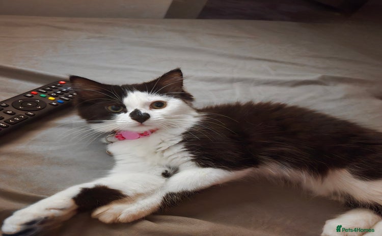 Domestic Shorthair cats - Advert 5