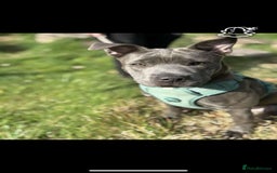 Mixed Breed dogs for sale: Keeba - Image 4