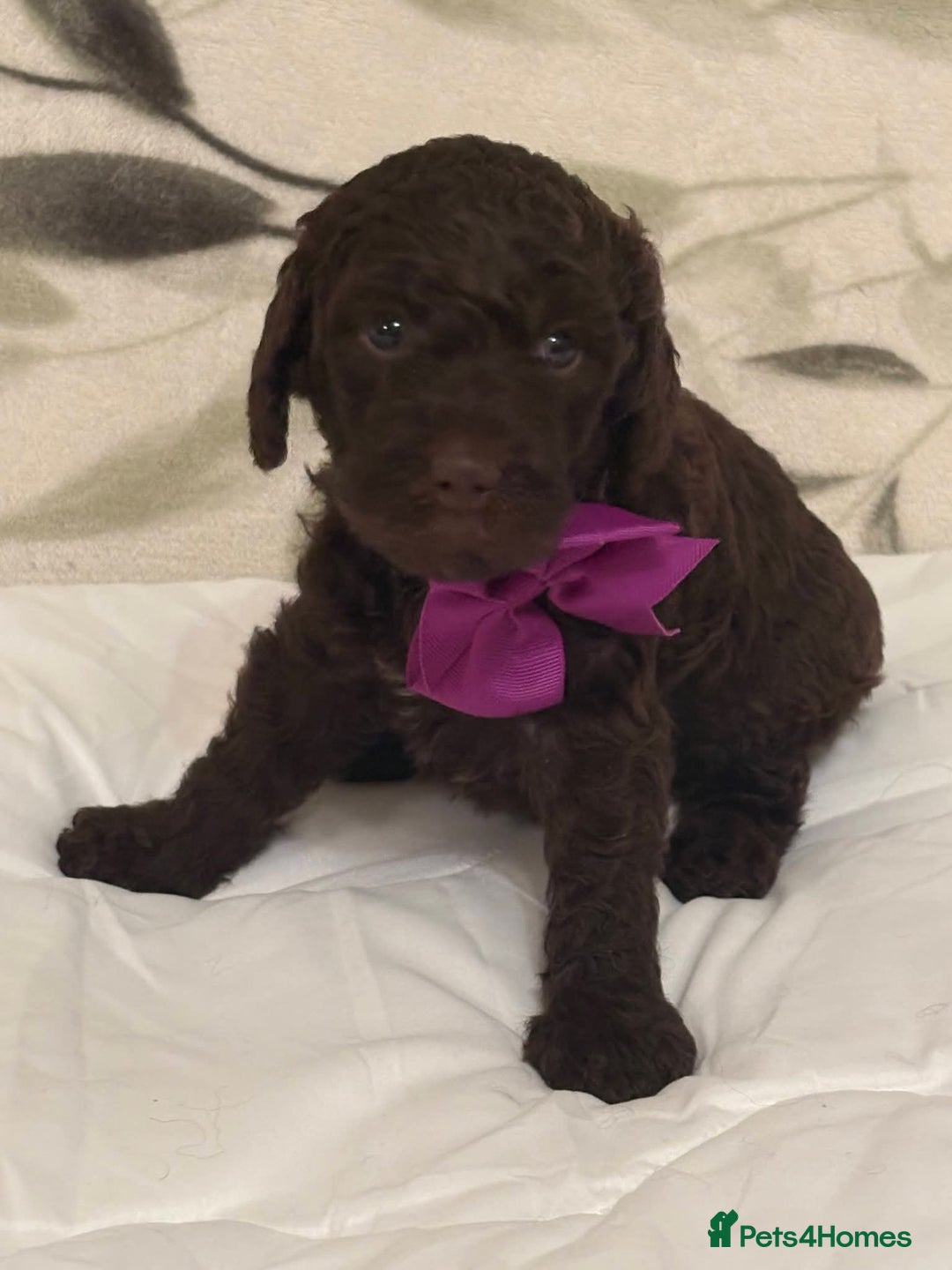 Labradoodle dogs for sale: Lovable F3B Parti Labeadoodle Puppies  - Advert 11