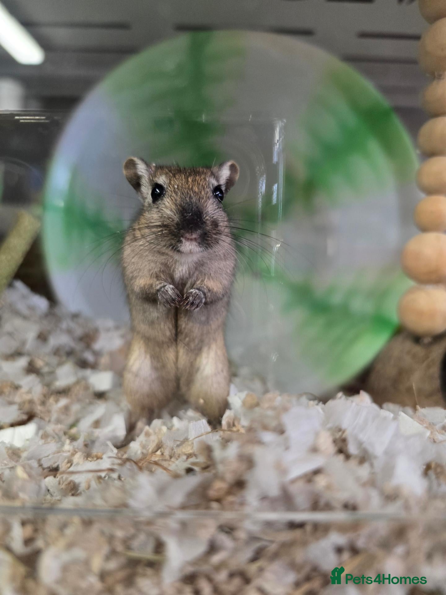 Gerbil rodents Baby/young male & female gerbils available  - Advert 5