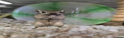 Gerbil rodents for sale: Baby/young male & female gerbils available  - Advert 1
