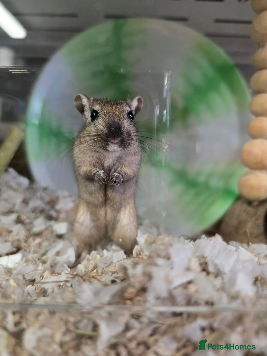 Gerbil rodents for sale: Baby/young male & female gerbils available  - Advert 1