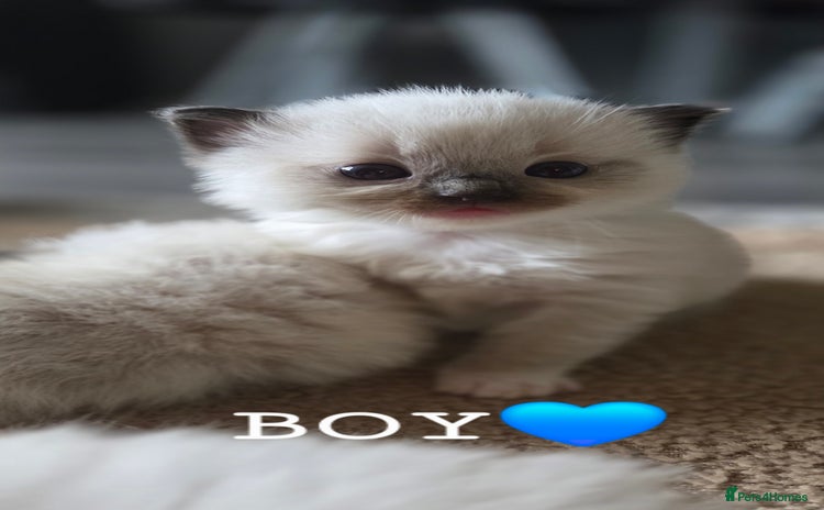 Ragdoll cats - Advert 15