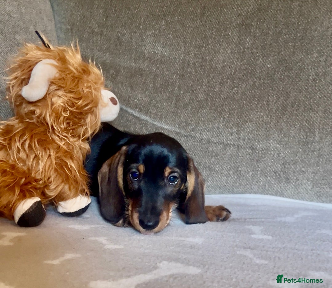 Dachshund dogs for sale: Ready now Wire haired standard x miniture puppy’s  - Advert 14