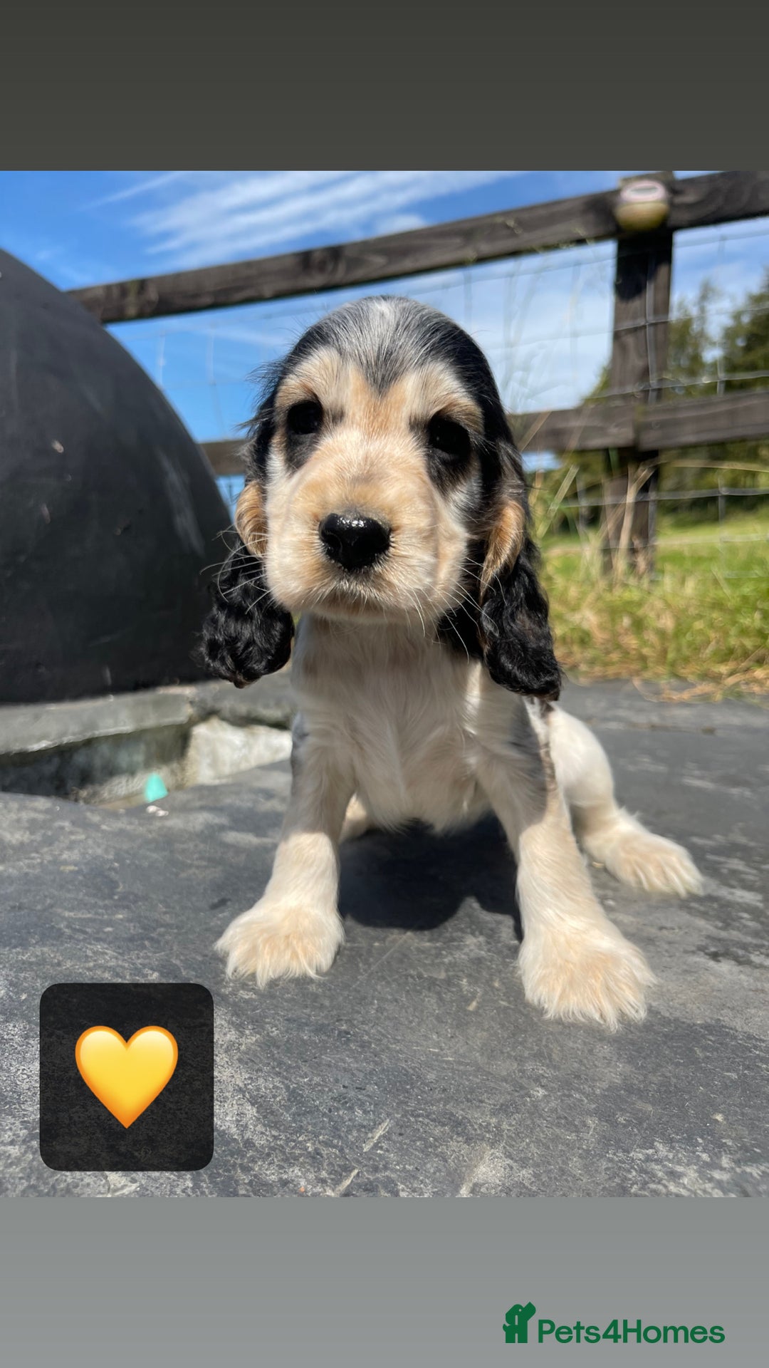 Cocker Spaniel dogs for sale: KC & H/tested Show Cocker Spaniels  - Image 5
