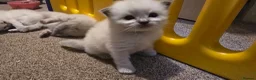 Ragdoll cats for sale: Affectionate Ragdoll Kittens Health-Tested Line - Advert 14